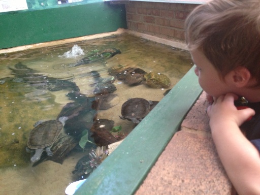 Armadale Reptile Centre Turtles