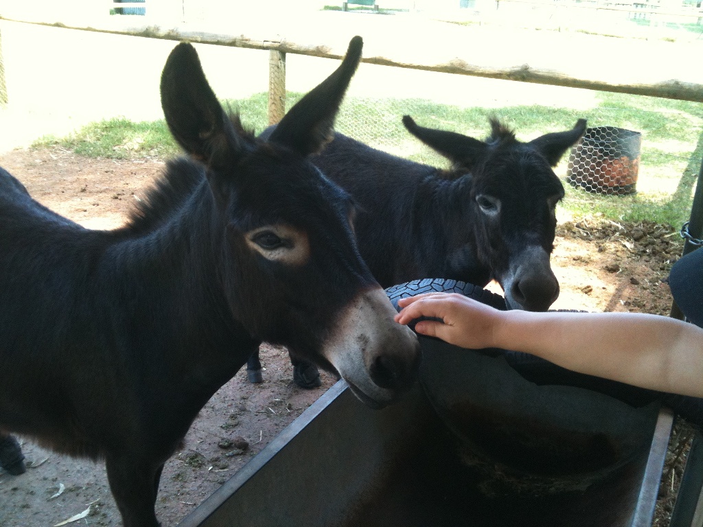 Landsale Animal Farm - all the fun of the country close to the city