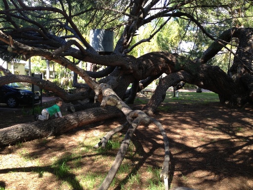 Tree Climbing Swan Valley