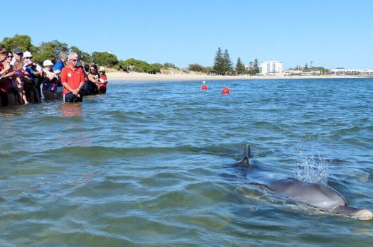 Dolphin Discovery Centre