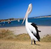 Daily Pelican Feeding