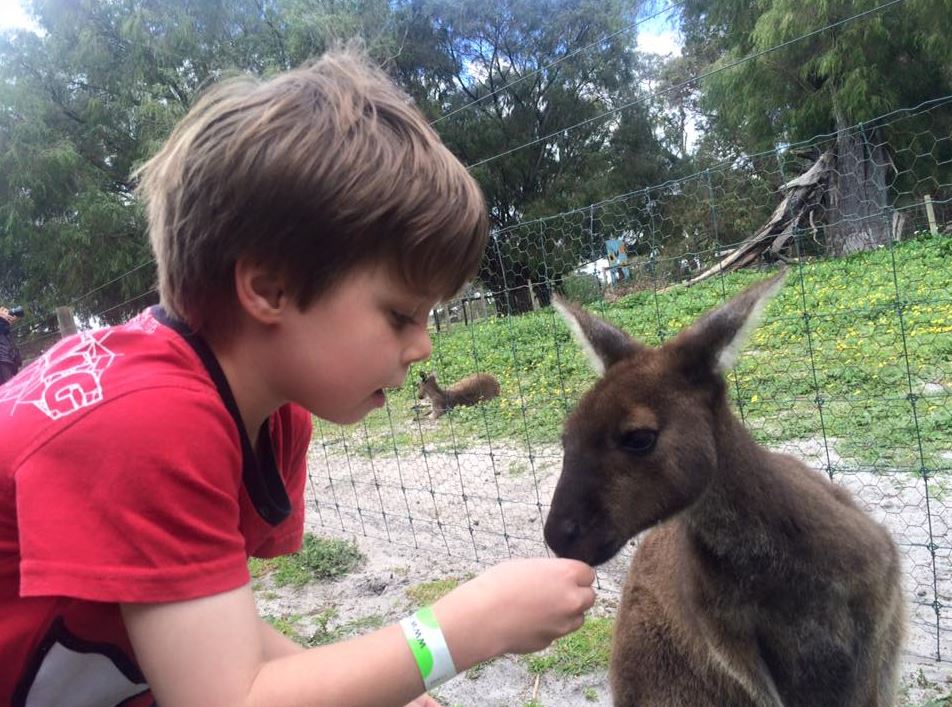 Sunflowers Farm Margaret River Ben Kangaroo