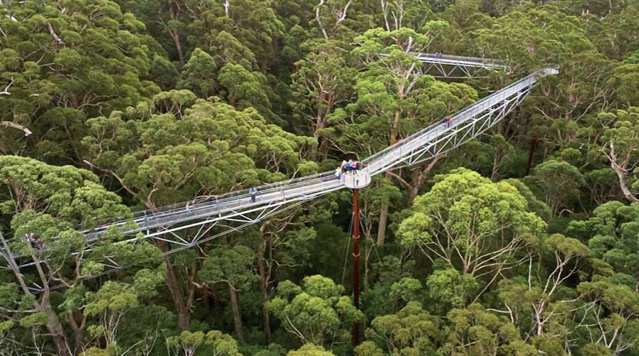 Valley of the Giants Tree Top Walk Denmark / Walpole