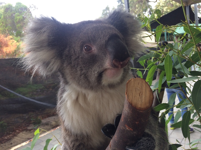 Caversham Wildlife Park Koala