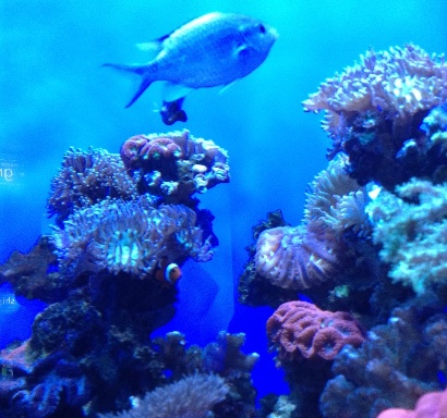 AQWA Aquarium 13