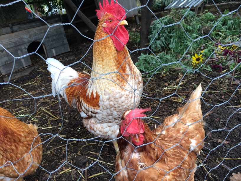 Perth City Farm Chickens 2