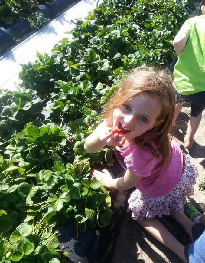 Pick Your Own Strawberries Bullsbrook Perth 3