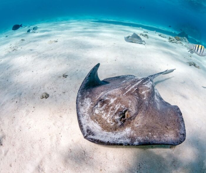 Swimming With The Stingrays