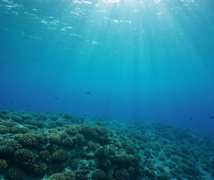 Underwater hamelin bay coral