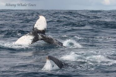 Albany Whale Tours Albany