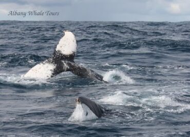 Albany Whale Tours Albany