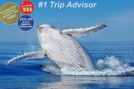 All Sea Charters Whale Watching Busselton Busselton