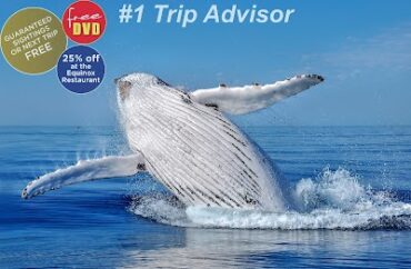 All Sea Charters Whale Watching Busselton Busselton