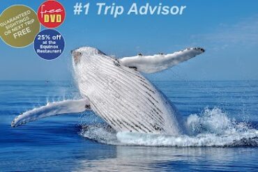 All Sea Charters Whale Watching Busselton Busselton