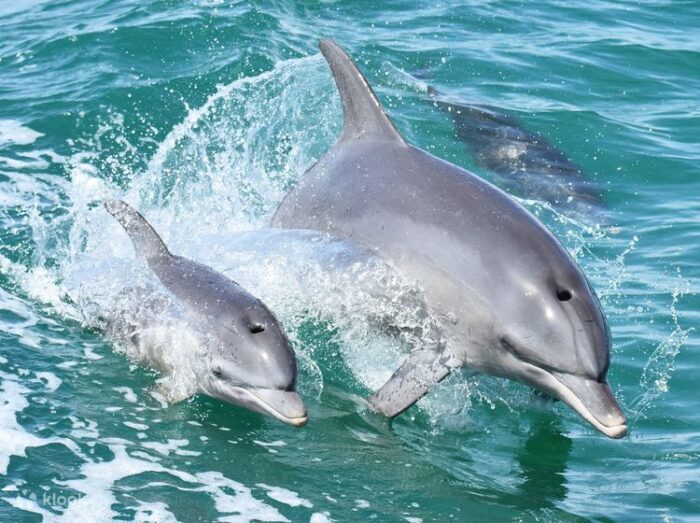 Explore the vibrant world of marine life at the Mandurah Dolphin Discovery Centre - an educational and entertaining activity for the whole family