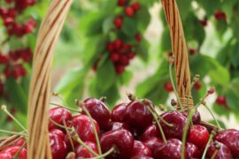 Fruit Picking in Bunbury