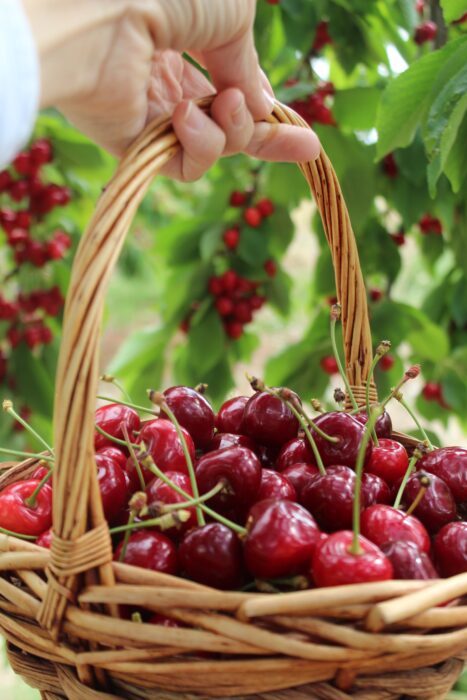 Fruit Picking in Bunbury