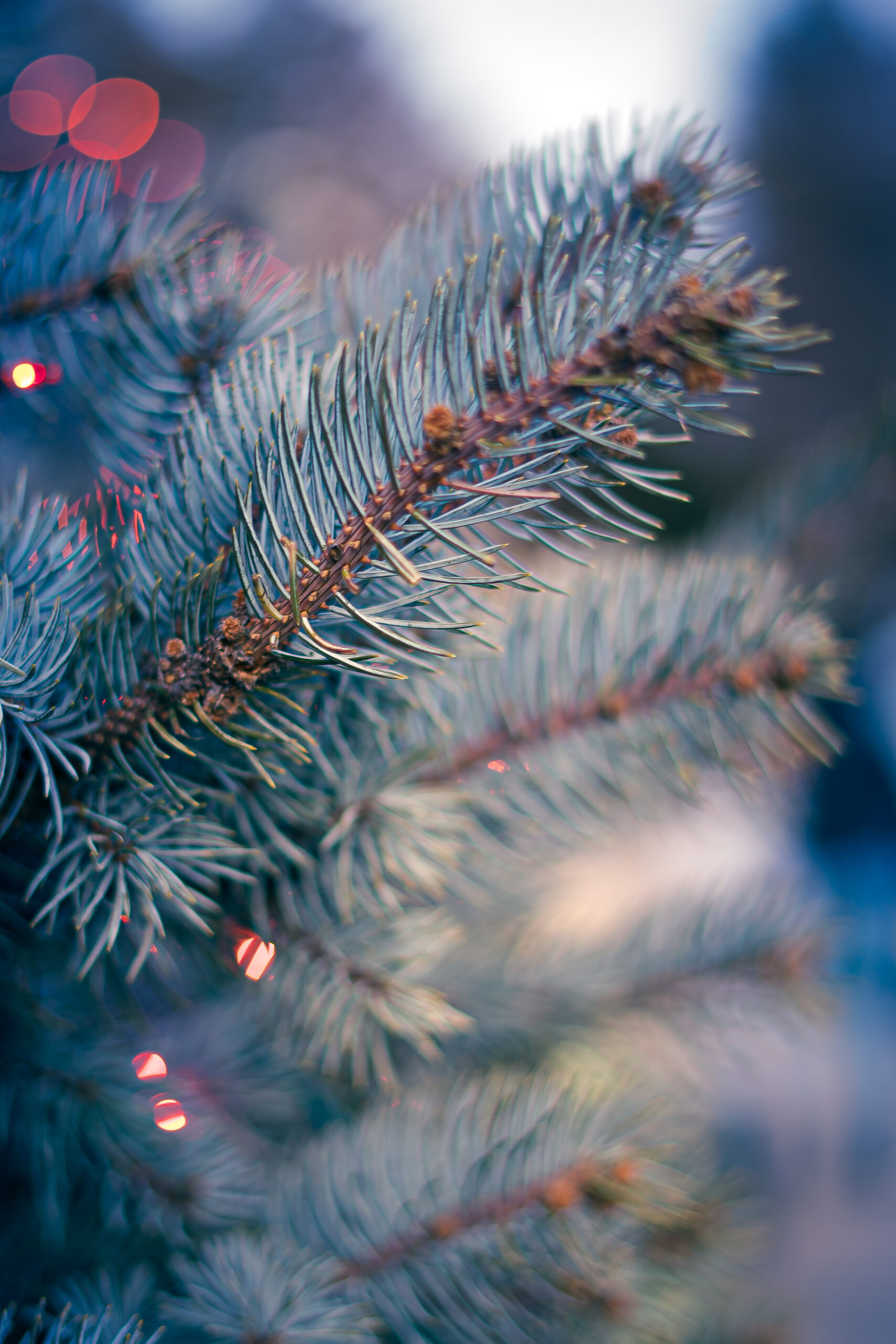 Get Festive with Real Christmas Trees in Perth Perfect for a Joyful