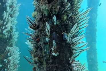 Underwater Observatory Busselton