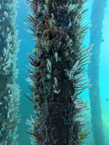 Underwater Observatory Busselton