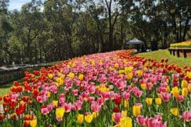 Araluen Botanic Park