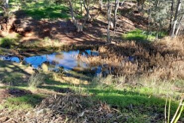 Adams Creek pond Craigmore