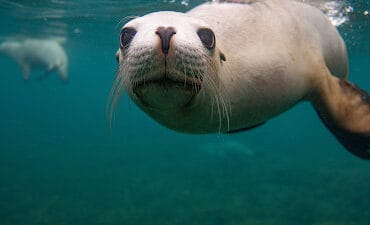 Adventure Bay Charters Port Lincoln