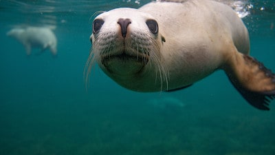 Adventure Bay Charters Port Lincoln