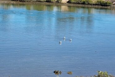 Aquatic Reserve West Lakes