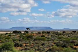 Australian Arid Lands Botanic Garden Boardwalk Port Augusta