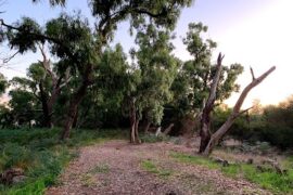 Banjo Rise Reserve Carrum Downs