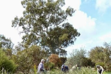 Barossa Bushgardens Nuriootpa