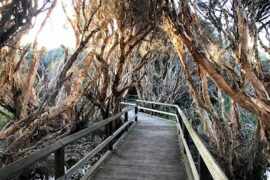 Big Swamp Parkland Paperbark Walk South Bunbury