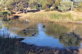 Billingham Reserve Caroline Springs