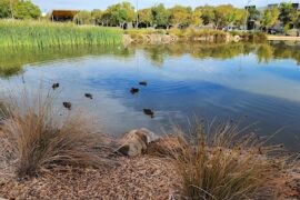 Blakes Lake Reserve Blakeview