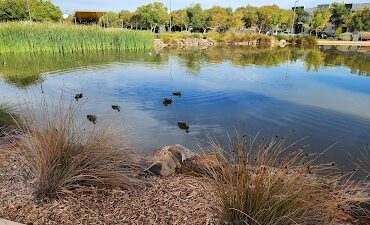 Blakes Lake Reserve Blakeview