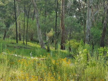 Brown's Reserve Greensborough