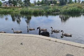 Caversham Waters Wetlands Pakenham