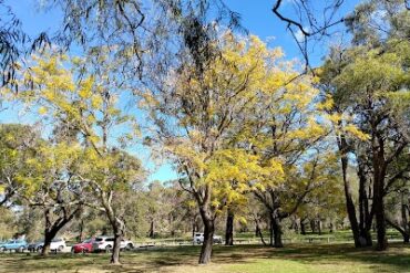 Cedric Smith Park Leeming