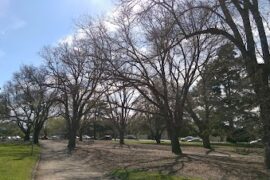 Central Park Malvern East