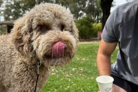 Chonky Bulldog Coffee Strathdale