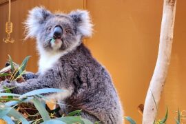 Cleland Wildlife Park Aberfoyle Park