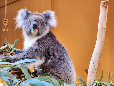 Cleland Wildlife Park Aberfoyle Park