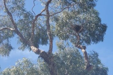 Clyde Reserve Ferntree Gully