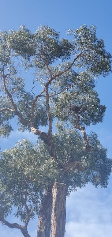 Clyde Reserve Ferntree Gully