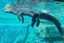 Crocosaurus Cove Darwin City