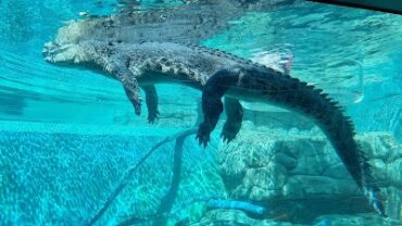 Crocosaurus Cove Darwin City