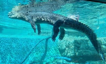 Crocosaurus Cove Darwin City