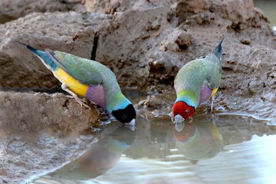 Crocsandgouldians Leanyer