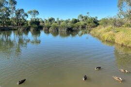 Curtis Wetlands Munno Para